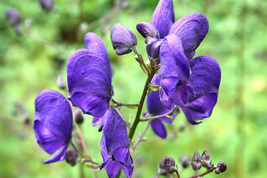 Aconite (Wolf's Bane) Berries