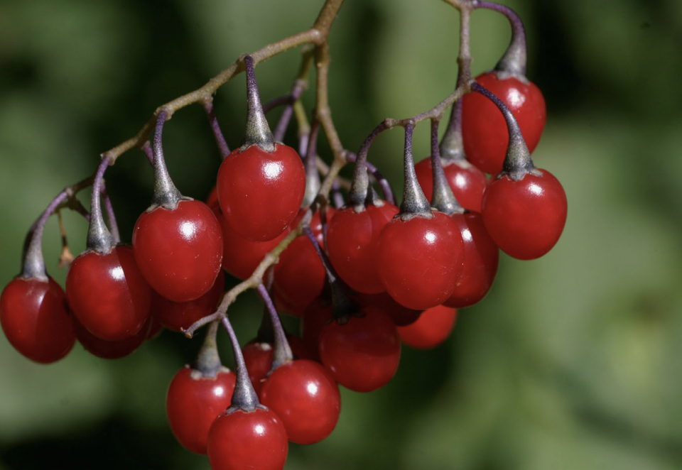 Bittersweet Nightshade Berries