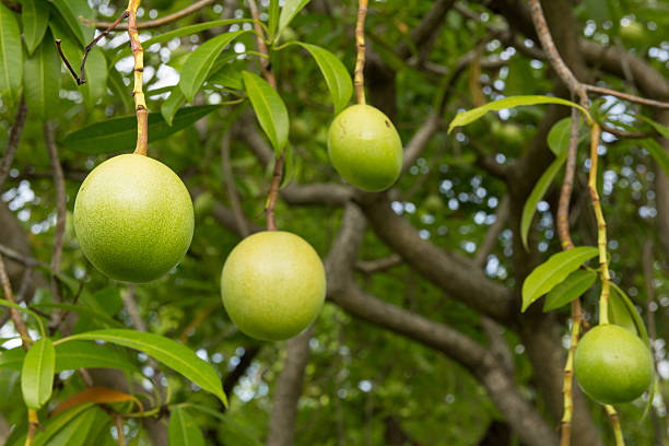 Cerbera odollam Suicide Tree Fruit