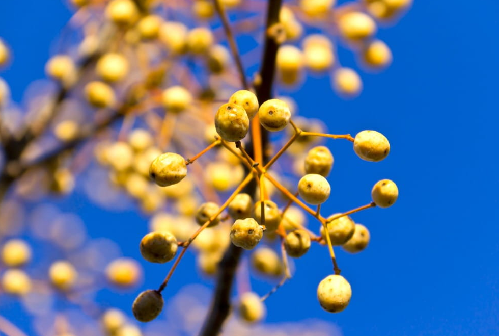 Chinaberry Fruit