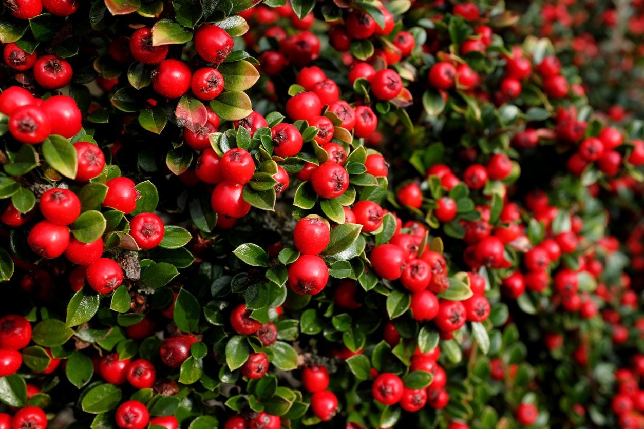 Cotoneaster Berries