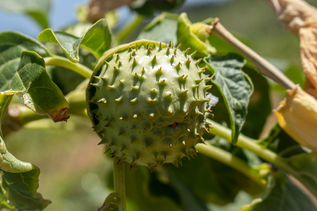 Datura (Devil's Trumpet) Fruit