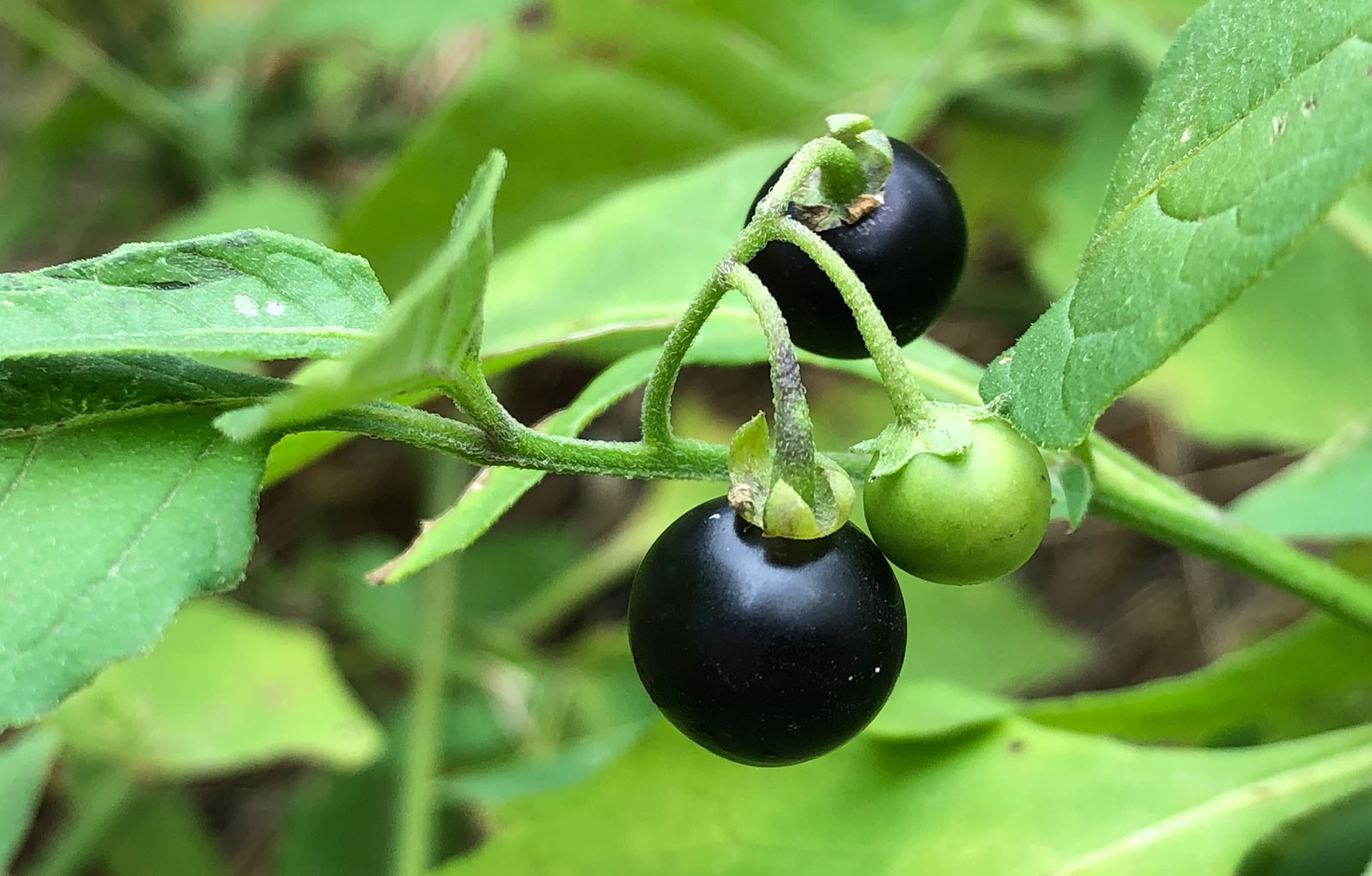 Deadly Nightshade Berries