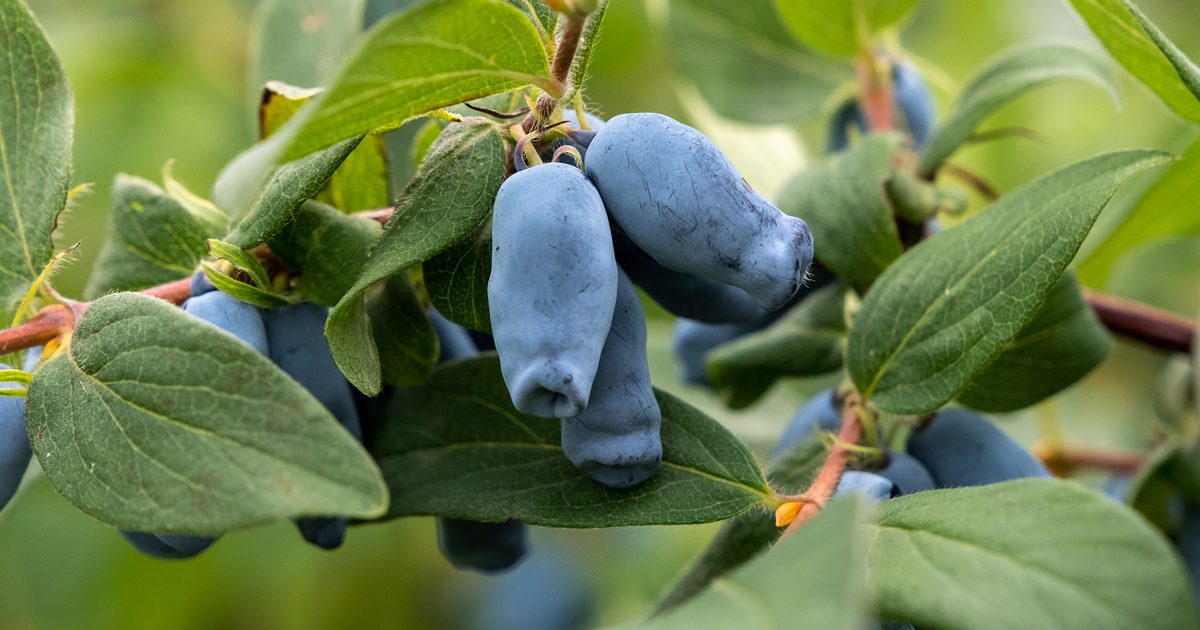 Honeysuckle Berries