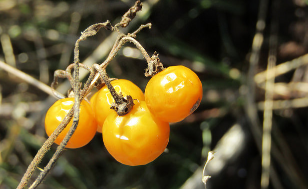 Horsenettle Fruit