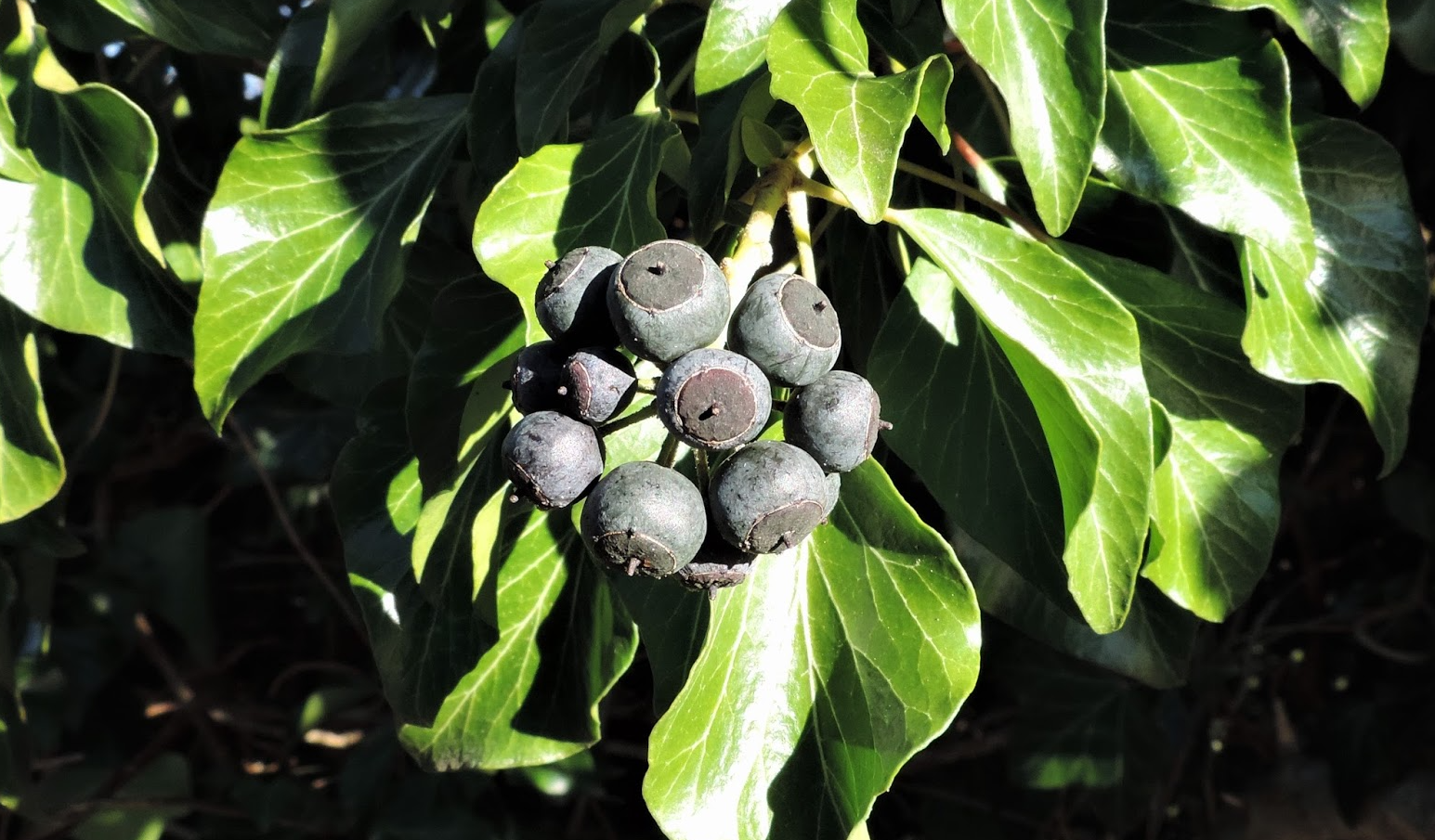 Ivy Berries