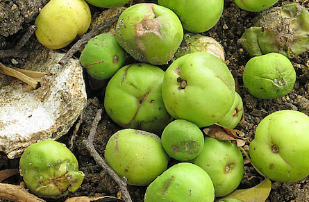 Manchineel Fruit