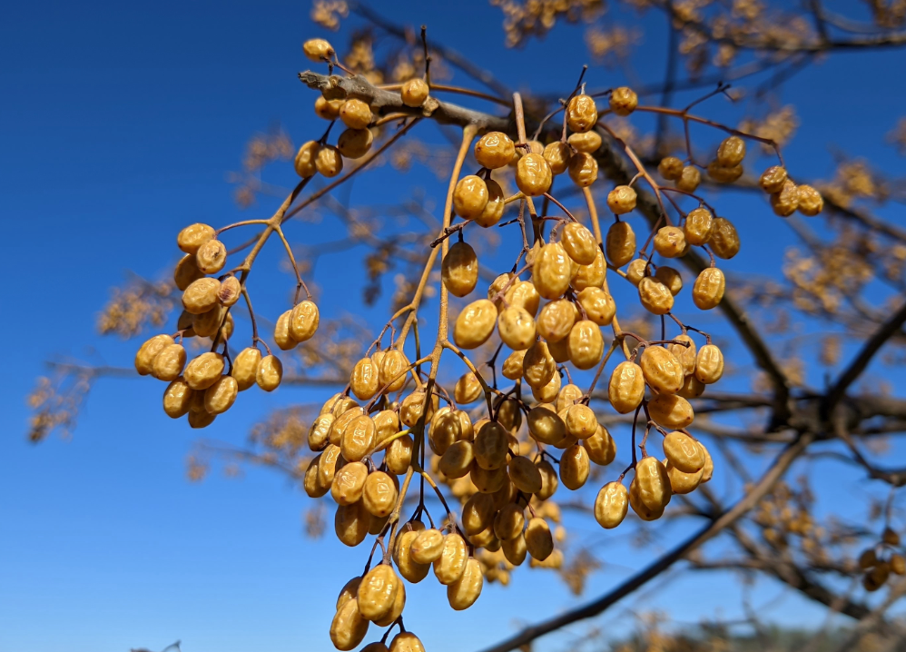 Melia azedarach (White Cedar) Fruit