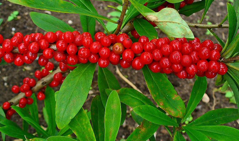 Mezereon Berries