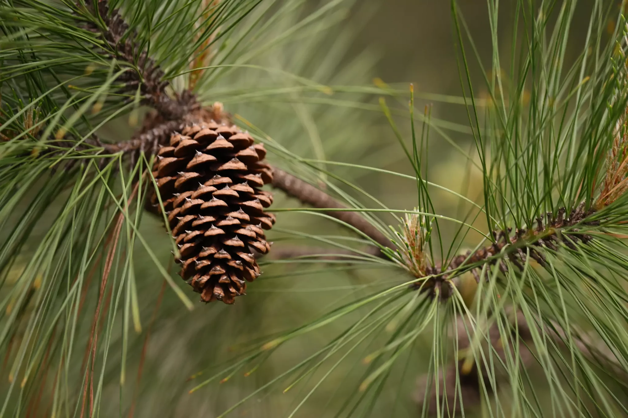 Pine Cones