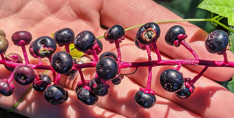 Pokeweed Berries