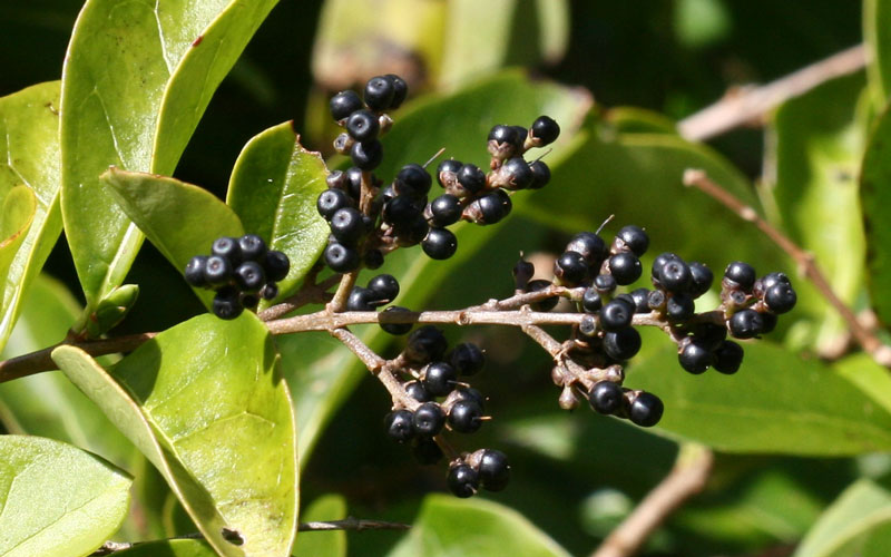 Privet Berries