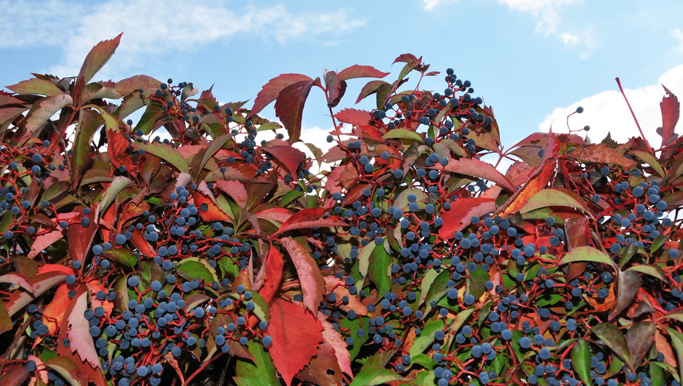 Virginia Creeper Berries