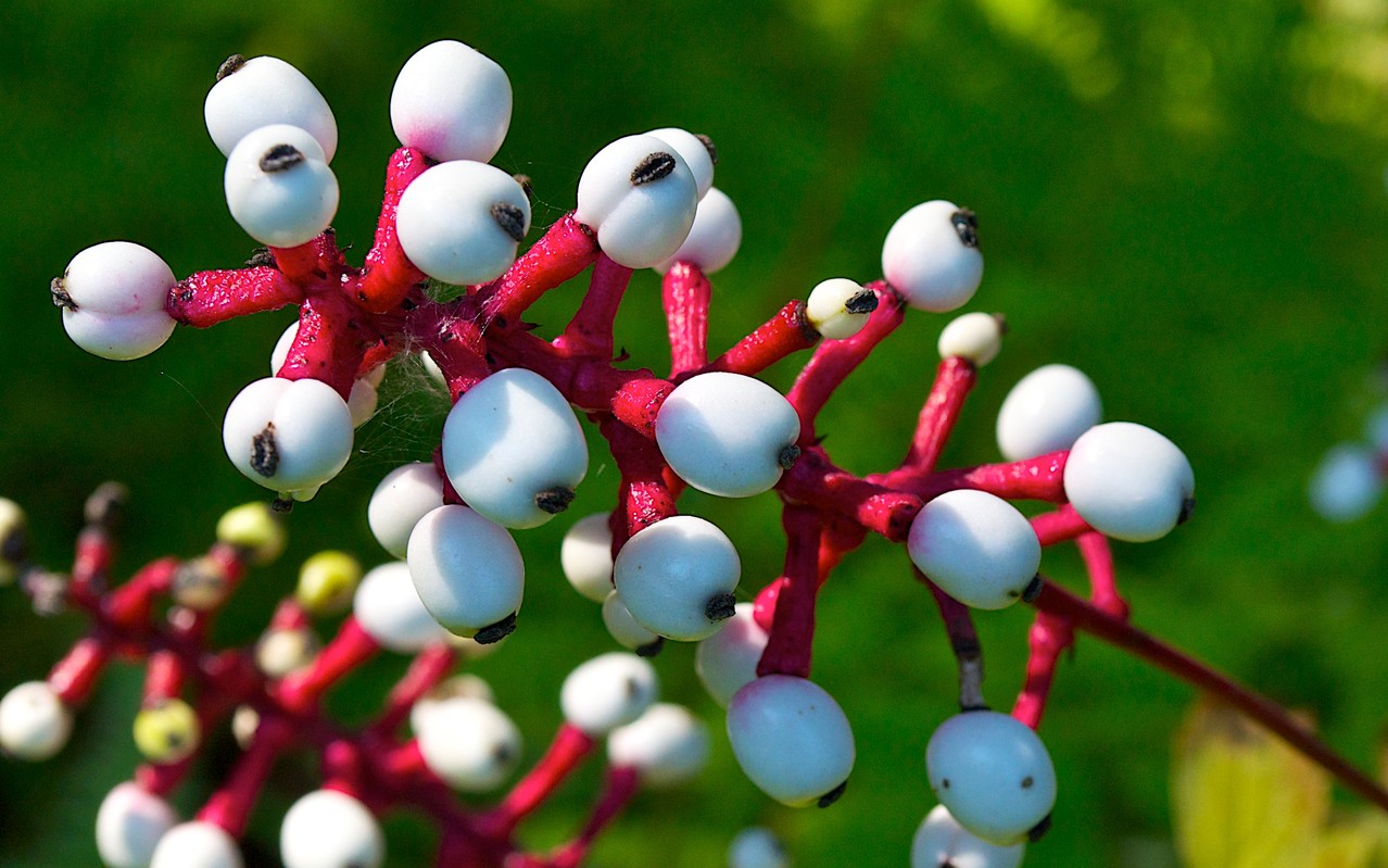 White Baneberry