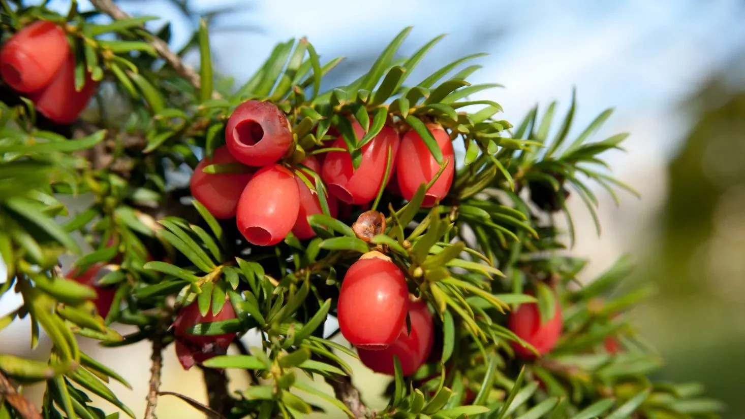 Yew Berries