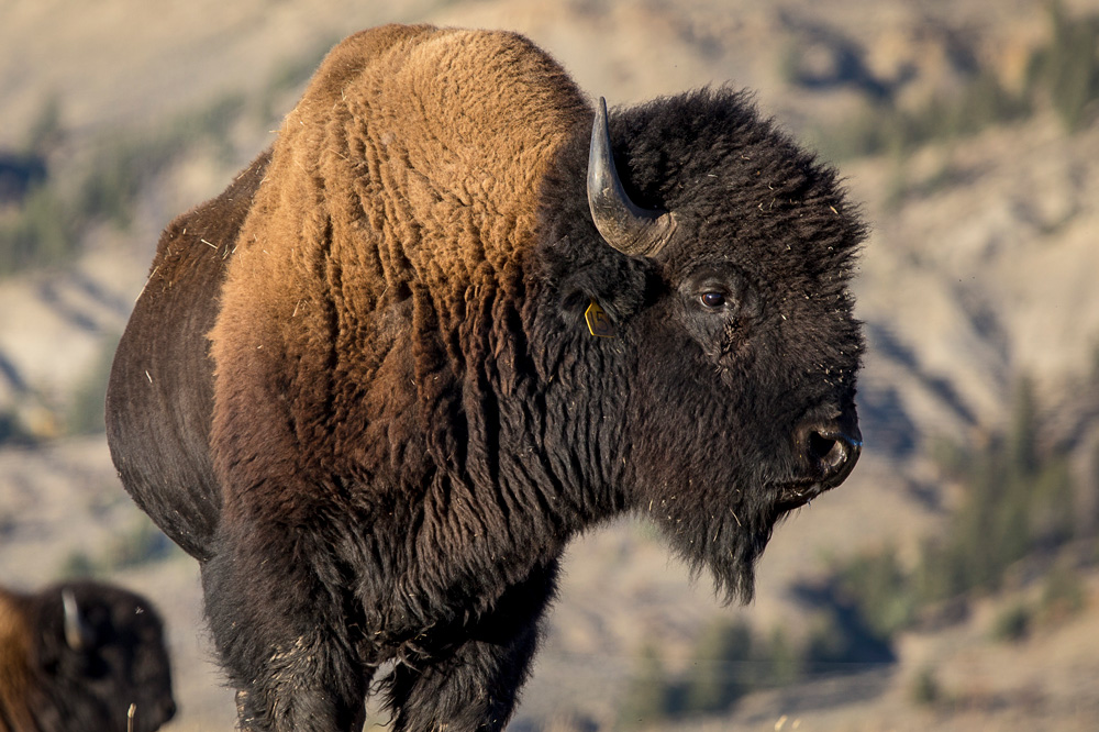 Bison