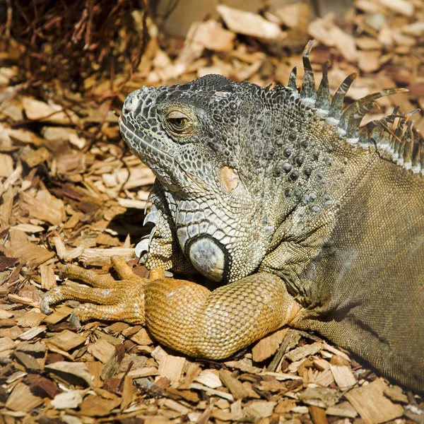 Anegada Ground Iguana