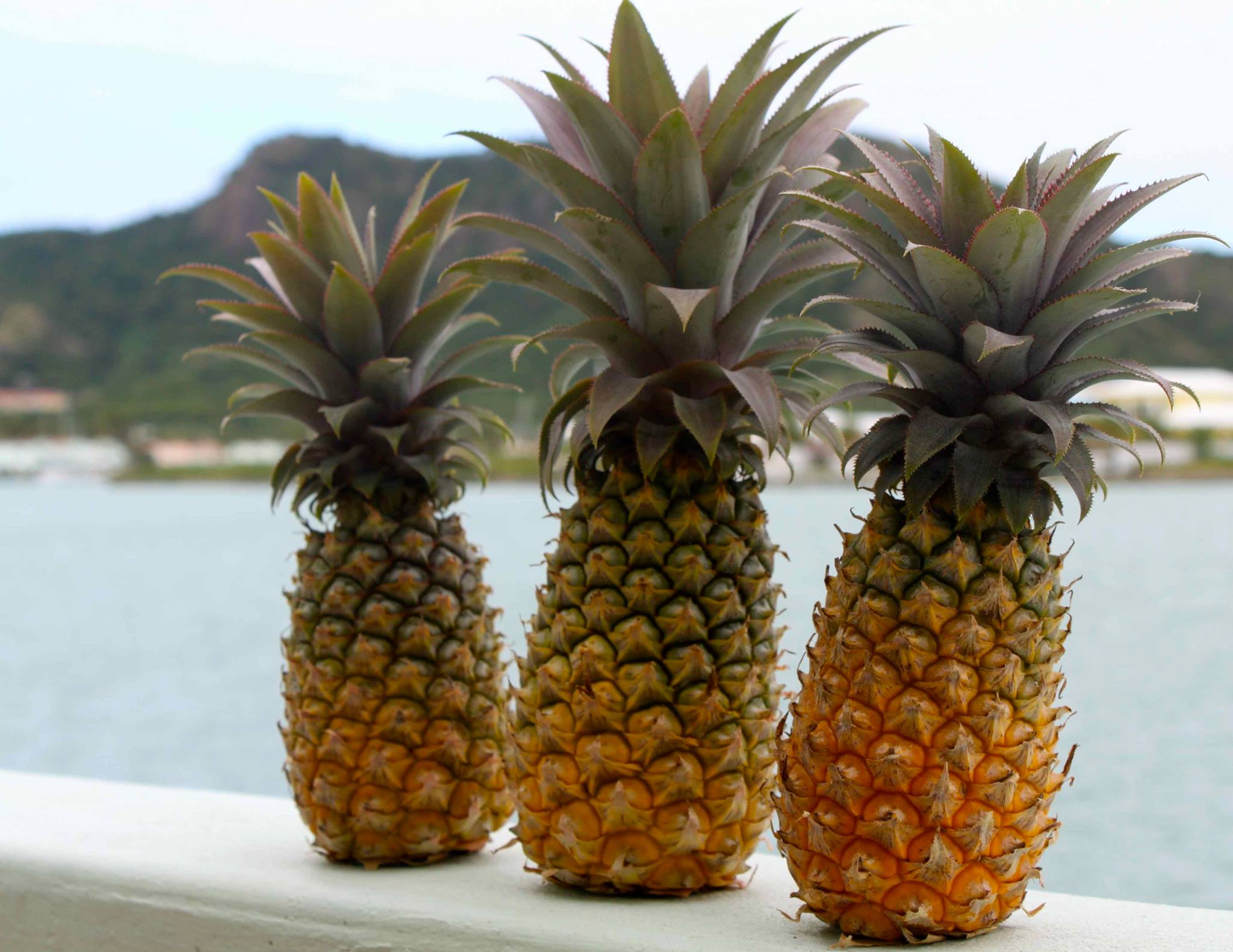 Antigua Black Pineapple