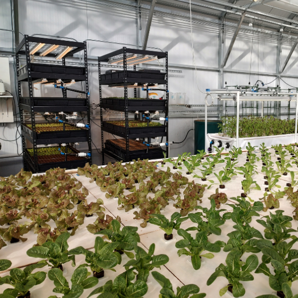 Aquaponic Farm