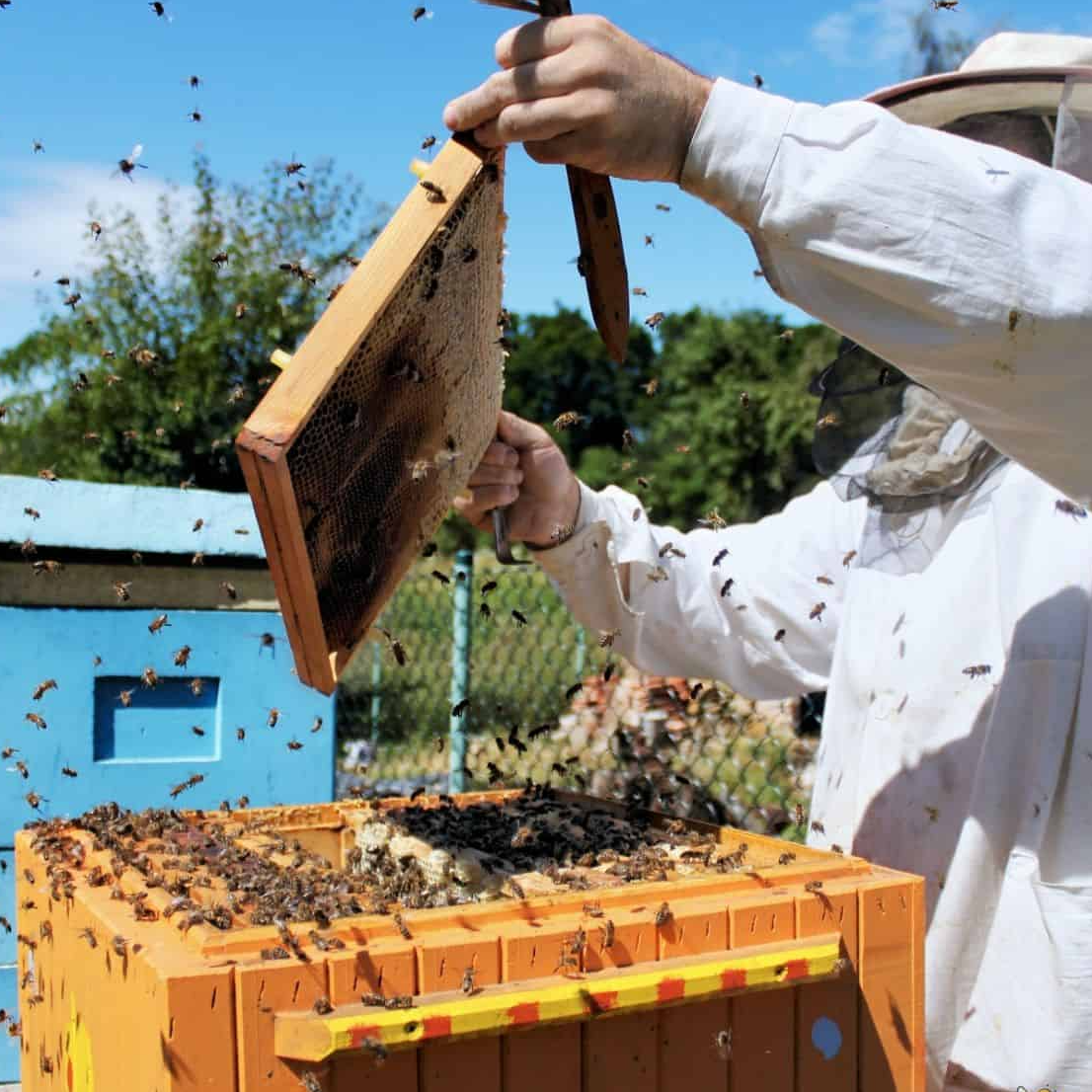 Bee Farm (Apiary)