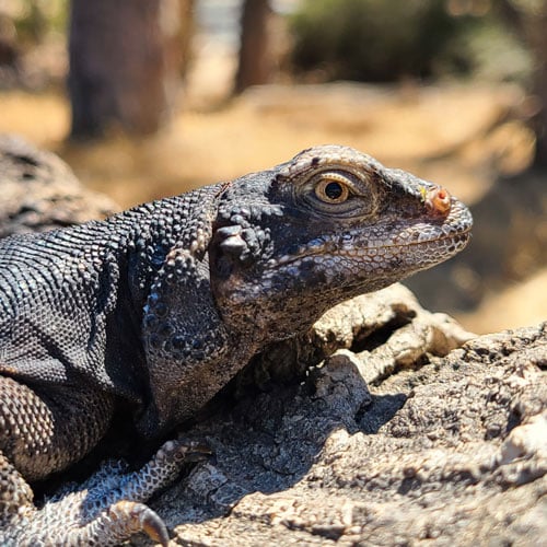 Chuckwalla Iguana