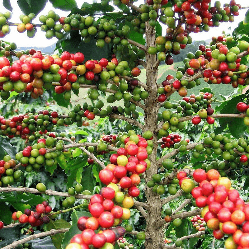 Coffee Plantation