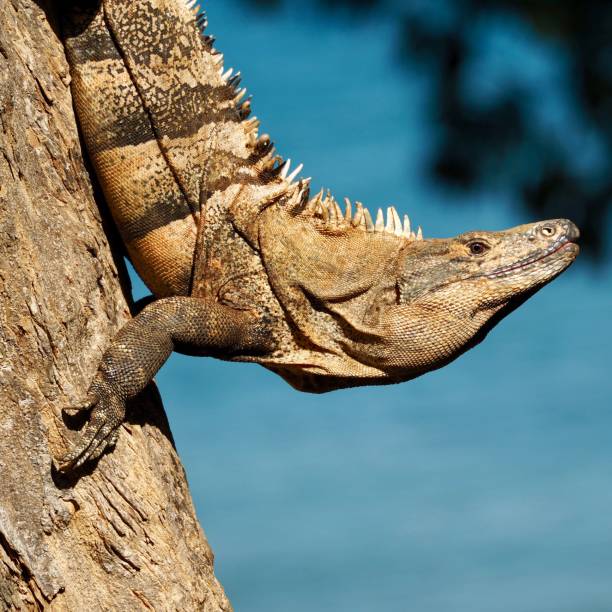 Cozumel Spiny-Tailed Iguana