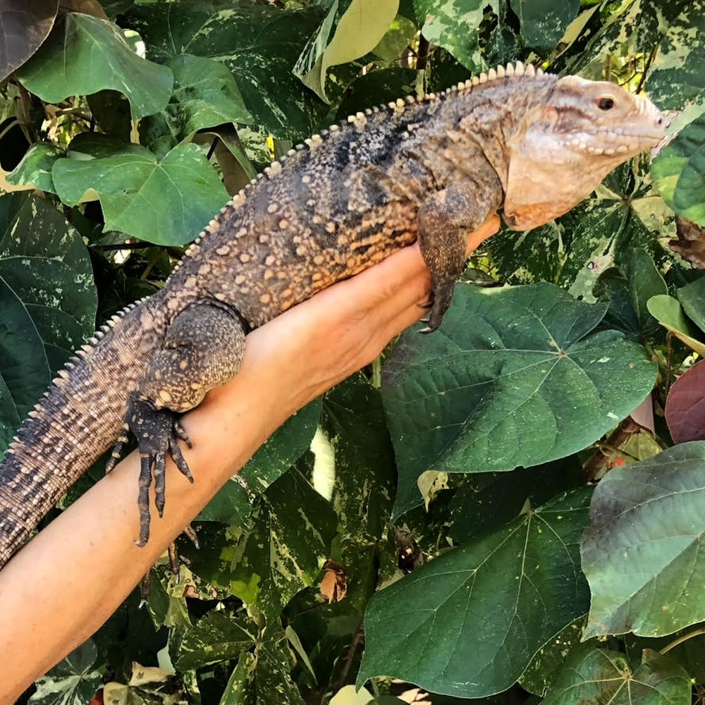 Cuban Rock Iguana