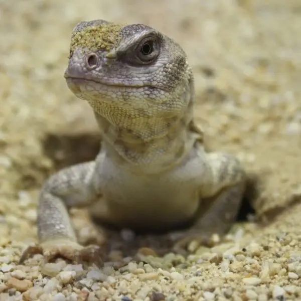 Desert Iguana