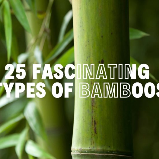 Fascinating Types of Bamboo Plants to Explore