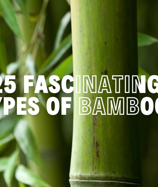 Fascinating Types of Bamboo Plants to Explore