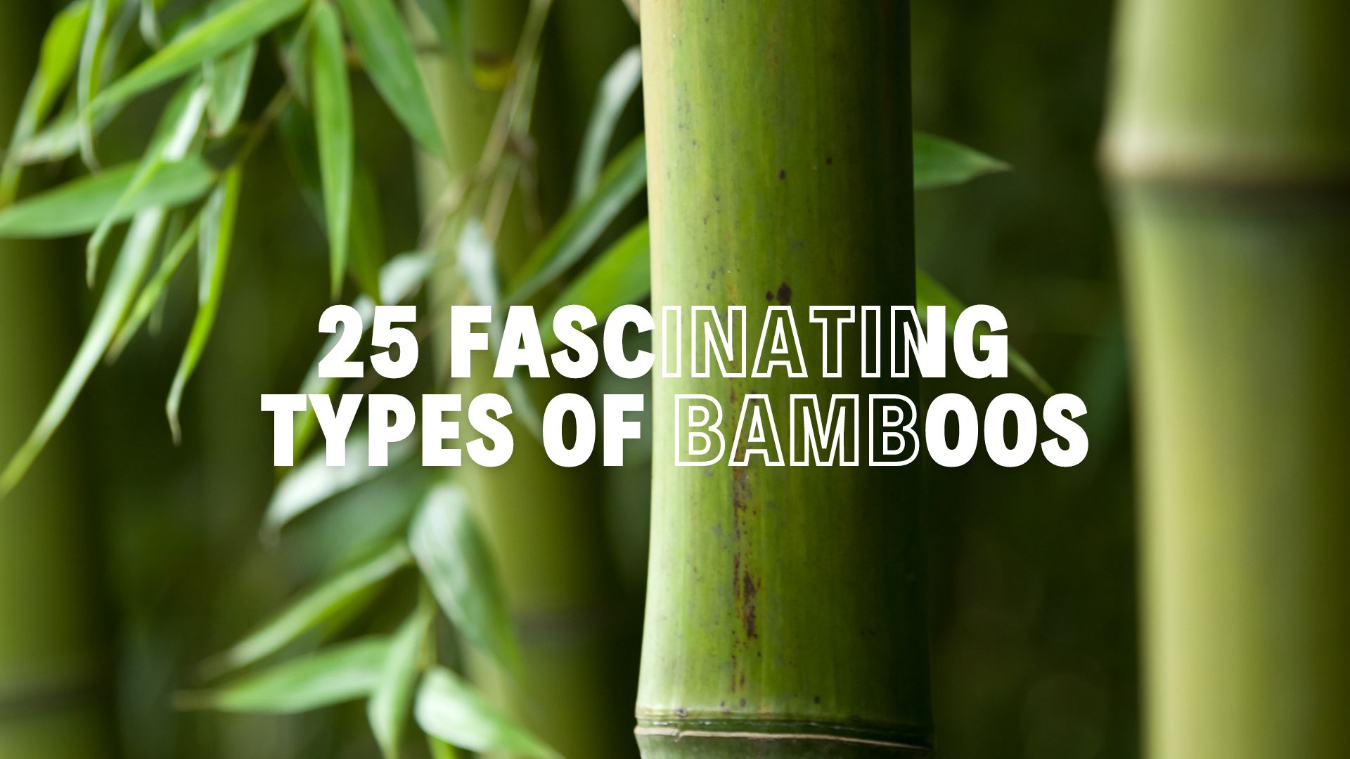 Fascinating Types of Bamboo Plants to Explore