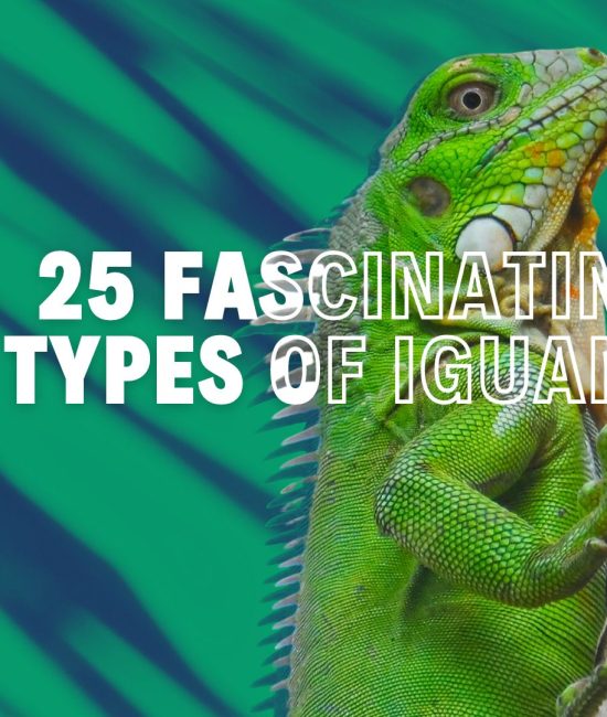 Fascinating Types of Iguanas You Should Know