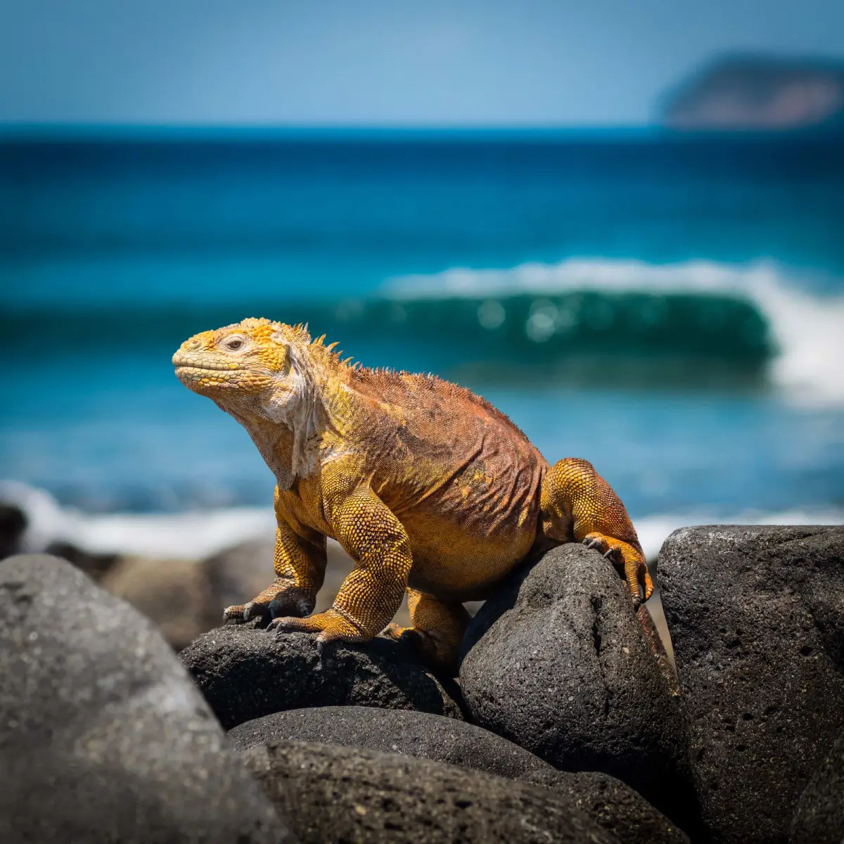 Galápagos Land Iguana