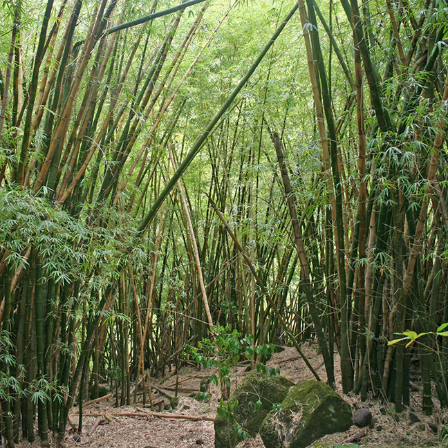 Giant Timber Bamboo