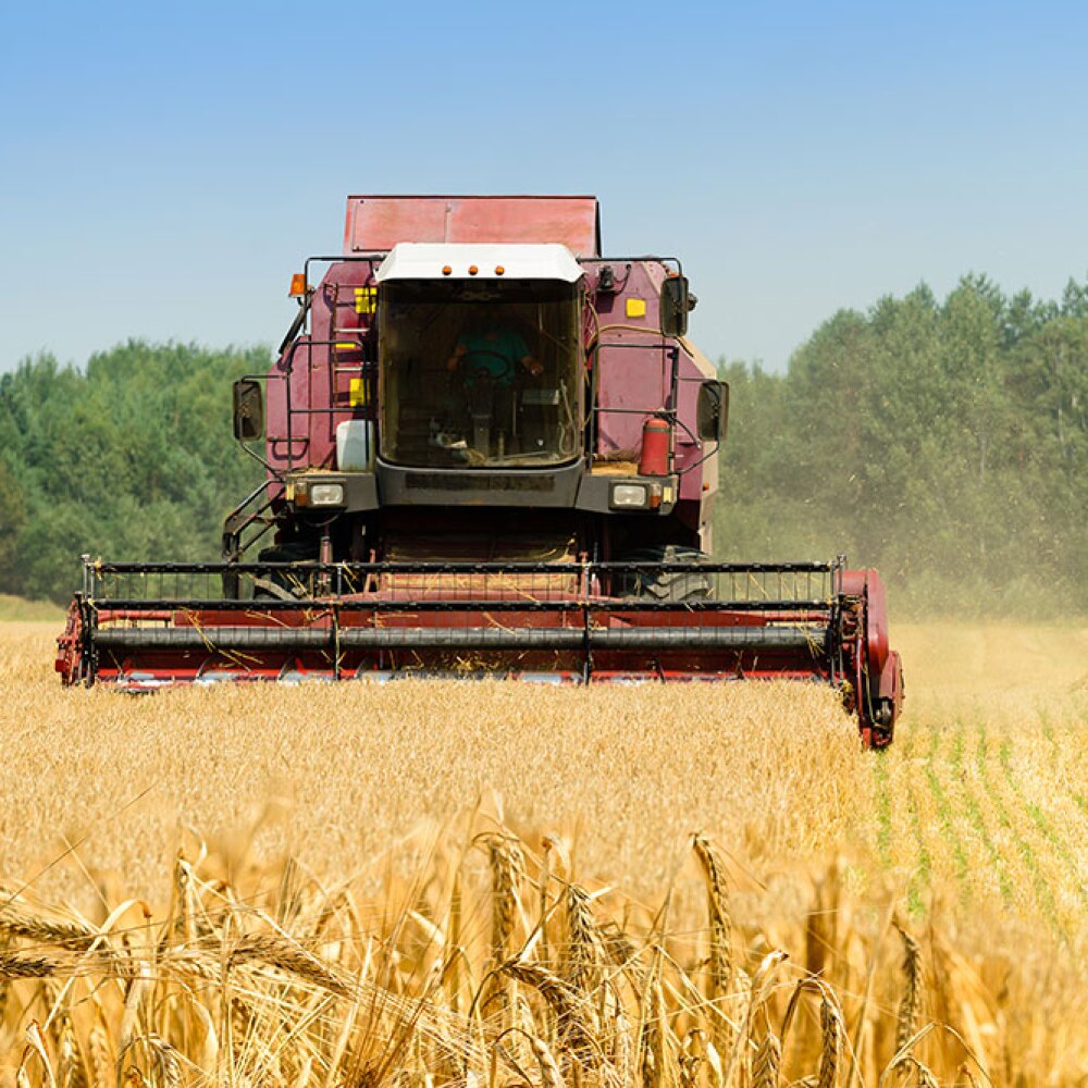 Grain Farm