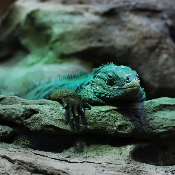 Grand Cayman Blue Iguana