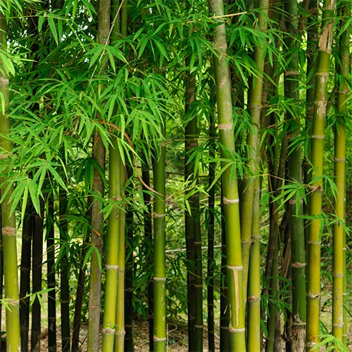 Green Hedge Bamboo