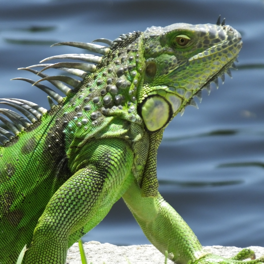 Green Iguana