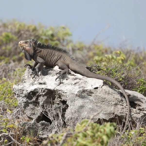 Lesser Antillean Iguana