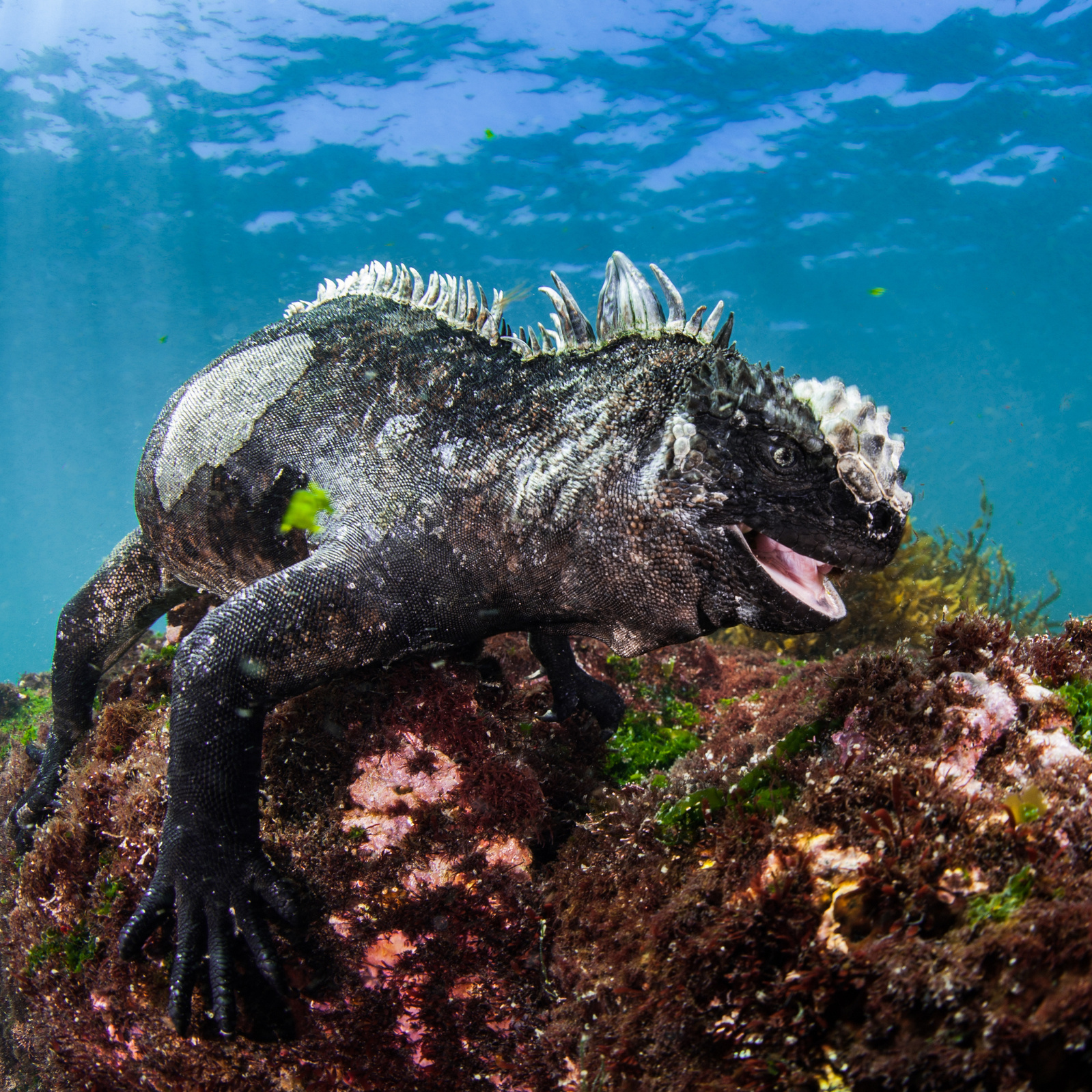 Marine Iguana