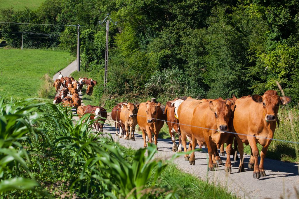 Mixed Crop and Livestock Farm