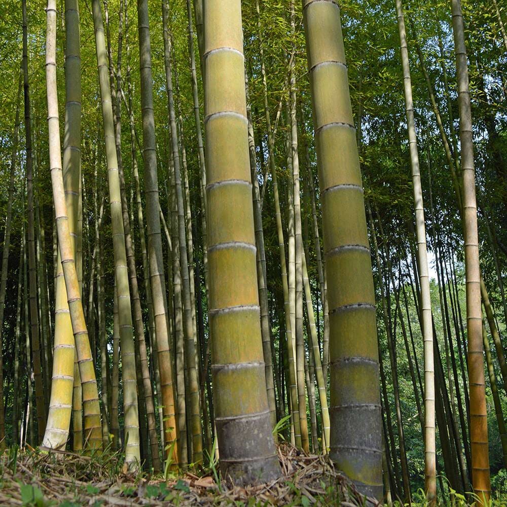 Moso Bamboo