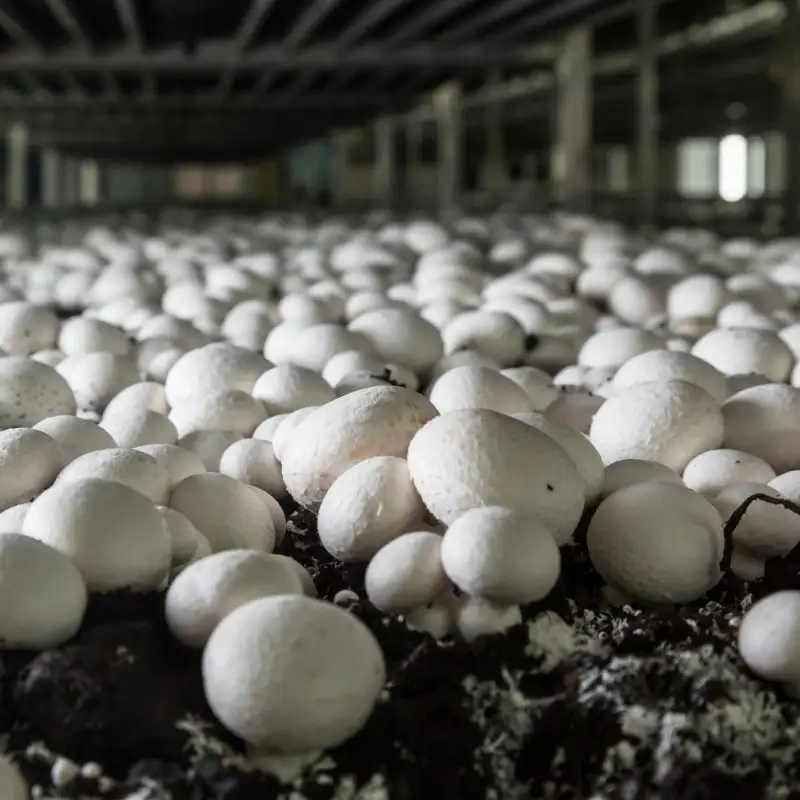 Mushroom Farm