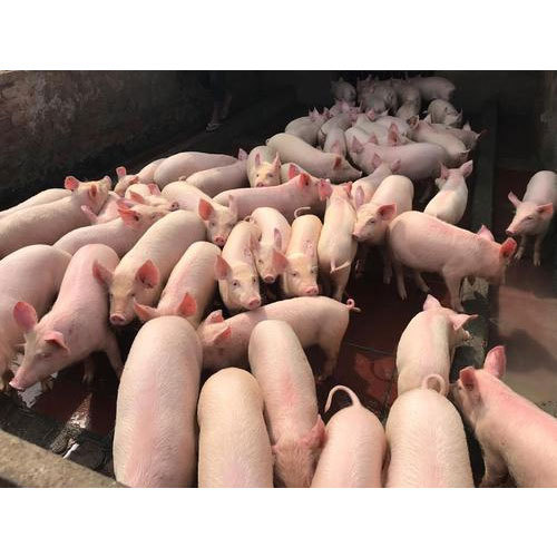 Pig Farm