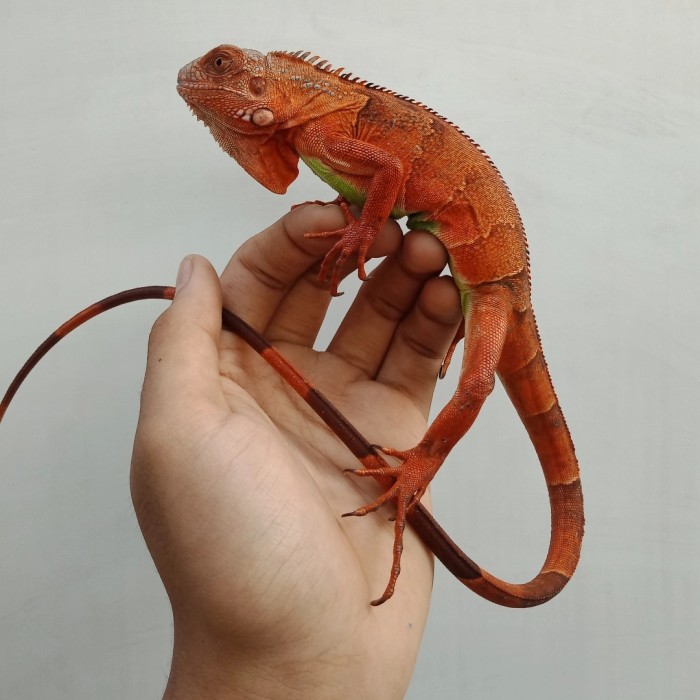 Red Iguana