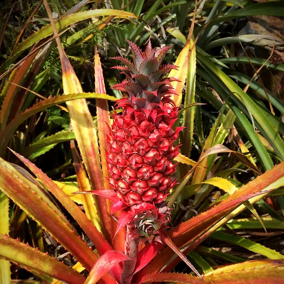 Red Spanish Pineapple