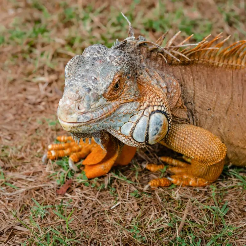 Santa Lucia Iguana