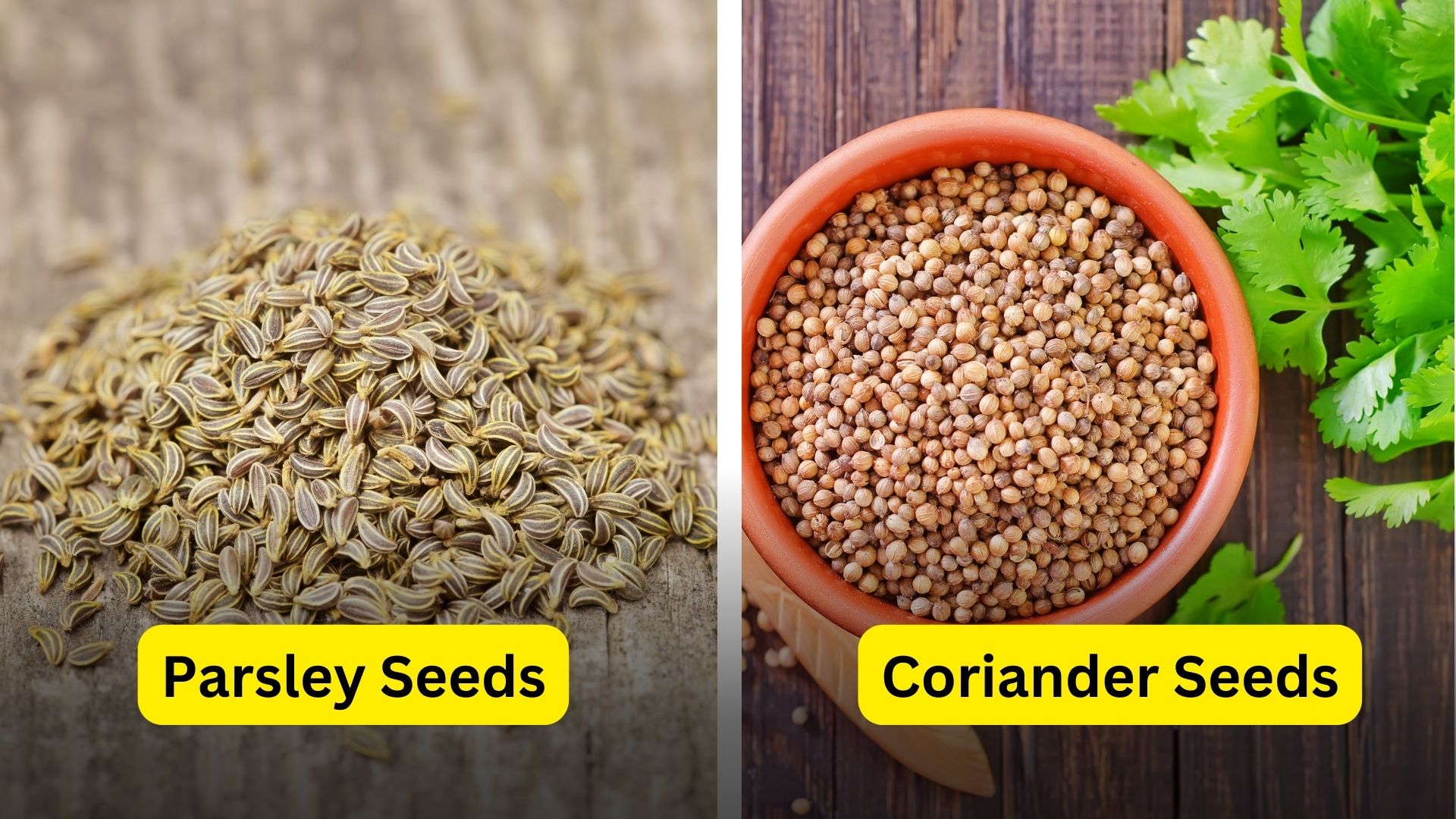 Seed Applications of Parsley and Coriander