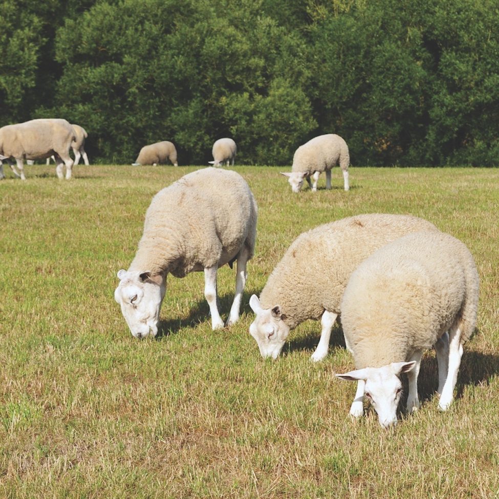 Sheep Farm